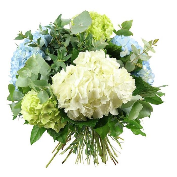 This image shows a luxurious hand-tied hydrangea bouquet set against a spotless white background, allowing every colour and texture to be appreciated fully. At the heart of the design is an opulent, rounded cluster of creamy white hydrangeas, with hundreds of small, velvety florets pressed together to create a rich, cloud-like form. Surrounding this central bloom are generous heads of pastel sky-blue hydrangeas, their petals softly layered and subtly shaded, evoking the gentle light over Queensbury on a clear summer afternoon. Interspersed between the whites and blues are rounded clusters of lime and chartreuse hydrangeas, introducing a vivid, fresh green that hints at new leaves unfurling in local gardens near Kingsbury Circle. Around and between the hydrangea heads, an abundant mix of foliage lends texture and movement: rounded eucalyptus leaves in silvery green, with a muted, almost powdery surface, create a modern, airy frame, while deeper emerald-green leaves, some with a slightly pointed shape and glossy finish, build a sense of volume and structure. The bouquet itself is arranged in a full, domed silhouette, with no gaps between the blooms, giving an impression of abundance and careful craftsmanship. At the bottom of the arrangement, the natural stems - mostly straight, firm, and green - are gathered tightly and tied, clearly indicating a hand-tied bouquet ready to slip into a glass vase on a Queensbury coffee table or console. The lighting is even and gentle, without strong shadows, enhancing the soothing mix of white, blue, and green. This refined composition radiates calm elegance, making it suitable for a sophisticated birthday surprise, a housewarming along Church Lane, or a serene centrepiece for a family lunch at home.