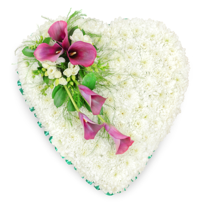 This image shows an exquisitely detailed heart-shaped floral tribute, designed with the care and precision typical of an experienced Queensbury florist. Viewed from directly above, the heart is densely massed with countless white spray chrysanthemums, each small flower carefully placed so there are no gaps, creating a continuous, velvety texture across the entire surface. Their pure white petals evoke peace and innocence, ideal for a final farewell. Encircling the heart is a vivid emerald green satin ribbon, tightly wrapped and neatly pleated, forming a smart, defined border that accentuates the outline and adds a subtle sheen when it catches the light. Draped across the upper left curve and angling down towards the lower centre is an elegant spray of deep magenta or fuchsia calla lilies. The top of the spray features three fully open blooms, their smooth, sculptural trumpets curling protectively around dark centres, while two more elongated calla lilies descend in a gentle, flowing line, partially unfurled to suggest movement. Interwoven among these dramatic blooms are clusters of small white freesia heads, their delicate, gently arching petals and imagined fresh fragrance adding softness and contrast. Surrounding and supporting the flowers is a mix of lush greenery: finely textured fern fronds, slender stems, and broader, darker green leaves that frame the calla lilies and break up the expanse of white. Against the plain background, every curve of the heart and every petal stands out clearly. It is easy to imagine this floral heart being delivered by Flower Delivery Queensbury to a quiet service near Queensbury Station or along Kenton Road, a dignified expression of sympathy and unspoken love.