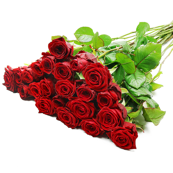 An impressive bundle of long-stemmed red roses is displayed against a flawless white background, arranged so that the luxurious flower heads fan out towards the left while the stems gather in a tidy diagonal line stretching to the right. There are roughly twenty-four to thirty-six roses in this bouquet, each one a deep, velvety crimson reminiscent of classic romantic arrangements often requested by couples in Queensbury celebrating milestones. The petals form tight, spiral centres that gradually ease open, creating full, rounded blooms with gently ruffled edges. Under the bright, even lighting, the red tones appear richly saturated, with subtle highlights along the upper curves of each petal and soft shadows nestled in the inner whorls, giving a sense of depth and movement. Threaded among the roses are healthy green leaves, their surfaces slightly glossy, catching reflections that suggest moisture and freshness, as if the bouquet has just arrived from an early-morning delivery run around Queensbury's residential streets. The stems are uniformly long and straight, bundled together yet still distinct, with the occasional thorn visible, adding a truthful, natural touch. The overall composition is simple yet striking: the contrast between the intense red blooms, the dark, leafy greens, and the crisp white backdrop creates a timeless image of elegance and passion. One can easily imagine this bouquet being placed on a dining table or presented at the door of a home off Kenton Road, its romantic presence ideal for marking anniversaries, Valentine's Day, or any heartfelt gesture where words alone feel insufficient.