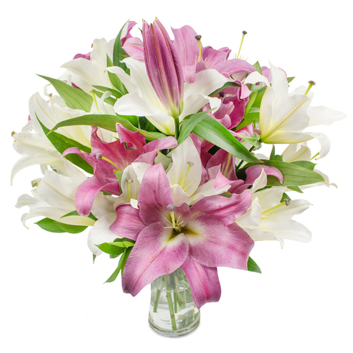 This photograph shows a plush, expertly composed bouquet of oriental lilies in a harmonious palette of creamy white and saturated fuchsia-pink, arranged to fill the frame with lush volume and texture. Numerous flowers are fully unfurled, their wide, sculptural petals forming trumpet or star-like shapes and exposing the pistils and stamens with their faintly dusted anthers; a few blooms still sit as elongated, graceful buds toward the top and edges, suggesting longevity and ongoing unfolding. The white lilies range from bright cream to off-white with a whisper of yellow or light green at the throat, while the pinks show velvety magenta tones and occasional lighter veins or a pale center that provides visual depth. Dark green, pointed foliage is woven through the bouquet, its lance-shaped leaves offering a crisp, natural frame that intensifies the floral colours. The arrangement rests in a simple clear glass vase positioned at the bottom centre; the vase's transparency allows a glimpse of trimmed stems and pristine water, an intimate detail that speaks to careful floral handling. Even, bright lighting accentuates petal texture and gives the scene a radiant, lifelike quality - you can almost sense the faint, sweet lily fragrance. This refined bouquet suits special occasions from anniversaries to sympathy or housewarming, and it's the kind of tasteful, long-lasting arrangement local customers request for delivery around Queensbury, Kingsbury and nearby Wembley streets.