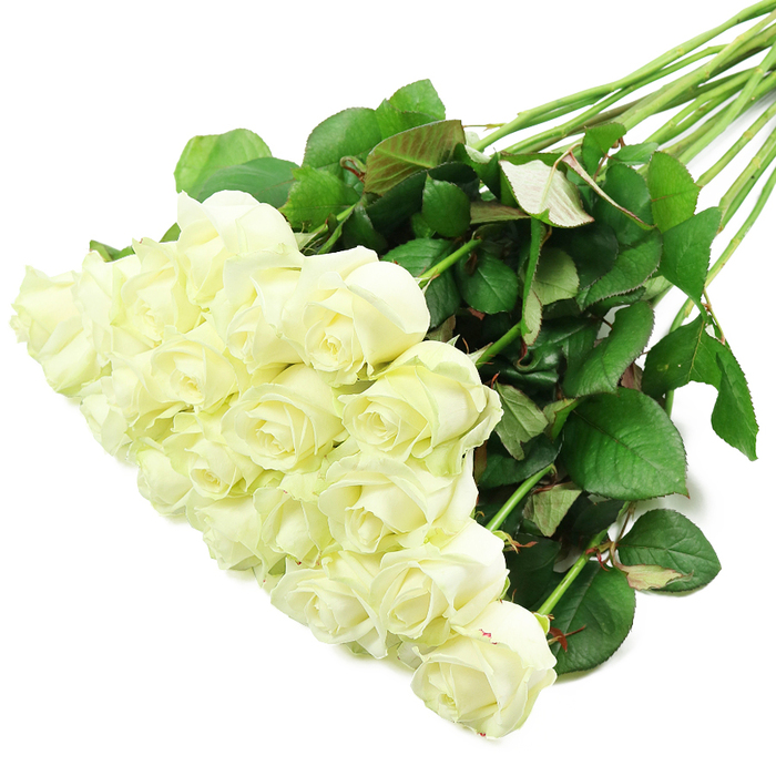 A striking diagonal arrangement of fresh white roses rests on a pristine white background, composed with the kind of precision you'd expect in a busy neighbourhood florist serving Queensbury. The bulk of the roses, roughly two dozen in number, form a lush, pillowed cluster in the lower left of the image, their heads gently touching and overlapping. Each bloom displays layers of smooth, velvety petals, beginning as pale, tightly furled spirals and easing outward into softened, rounded edges. There is a subtle variation in tone from petal to petal, with hints of cream and very light ivory radiating from the centres, giving the bouquet a warm, natural glow rather than a stark, cold white. Along some outer petals, an almost translucent wash of pale green reveals the blooms' freshness, like roses cut early and arranged swiftly before delivery to a home near Queensbury Circle or a ceremony at a local community hall. The stems run upward and to the right, creating a sweeping line of structure and balance. They are strong and straight, wrapped in abundant, rich green foliage. The leaves are glossy, some cast in deeper shadow, some catching the light, with occasional red-tinged undersides adding visual interest. The lighting is bright but gentle, eliminating harsh shadows while clearly defining the roses' textures and the faint veins on the leaves. Without a vase or extra decoration, the image celebrates the roses themselves, evoking themes of purity, reverence, and quiet celebration, ideal for weddings, condolences, or marking meaningful milestones for families in Queensbury.