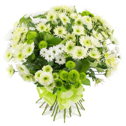 A full, rounded bouquet of chrysanthemums in shades of white, cream, and vivid lime green is shown against a clean white background, creating an image that feels as calm and clear as an early morning in Queensbury. Large-headed white and creamy-yellow chrysanthemums form the main body of the design, their many fine petals layered like soft ruffles around subtle green and pale yellow centres. Between these, daintier white spray chrysanthemums cluster in small groups, each blossom no bigger than a thumbprint, adding a lightness and a sense of movement as they drift through the arrangement like scattered stars. Punctuating this softness are bright lime green pompon chrysanthemums, their compact, globe-shaped blooms bringing texture and a lively pop of colour, almost like fresh green apples nestled among clouds. Slender stems of rich, dark green foliage peek through the blossoms, giving structure and a natural frame that enhances the cool, refreshing palette. The bouquet is firmly hand-tied, the gathered stems visible beneath the flowers and wrapped at the base with a wide band of satin ribbon in matching lime green, finished in a neat, multi-looped bow that gleams gently in the light. The overall effect is both traditional and modern, suitable for a thoughtful delivery to a home near Queensbury Circle or a quiet office on the Edgware Road, where its gentle tones could bring comfort, mark a new beginning, or simply add a touch of peaceful elegance to the day.