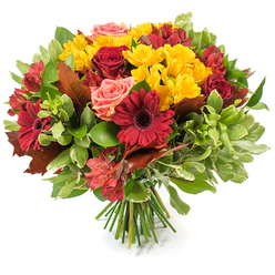 This hand-tied autumn bouquet, styled against a crisp white backdrop, feels both opulent and homegrown - a design I often prepare for neighbours around Queensbury Parade and the nearby high street. At its heart are deep red gerbera daisies, their flat, dramatic rays surrounding dark centres, paired with plush, burgundy-hued roses that shift between tight buds and full, layered blooms. Interspersed abundantly are bright yellow spray chrysanthemums which lend a jubilant texture and a luminous contrast to the richer tones. Gentle coral-pink roses and soft peach garden blooms ease the intensity, while slender red-orange alstroemeria with delicate striping adds a playful, almost architectural rhythm. The bouquet is cushioned by varied greenery: glossy, deep-green leaves that provide structure and paler, variegated foliage that creates subtle lightness. Noticeable within the massed blooms are several large, rust-coloured, lobed autumn leaves that echo the colours of hedgerows after a crisp walk - a small seasonal flourish that speaks of collecting leaves near Fryent Country Park or along local streets. The stems are tightly bound at the base, a neat hand-tied bundle of fresh green stalks visible on the white surface, indicating tactile craftsmanship. The overall scent is quietly rosy, the petals catching soft daylight to reveal layered textures. Prepared by Flower Delivery Queensbury for cosy autumn tables, harvest celebrations or thoughtful deliveries across the area, this bouquet conveys warmth, gratitude, and a welcoming, seasonal cheer.