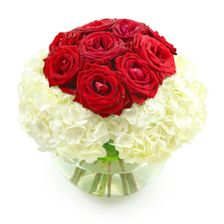 A round, modern glass bowl vase stands alone against a pristine white backdrop, showcasing a carefully crafted floral design that radiates romance and calm sophistication. At the top of the arrangement, a clustered mound of deep red roses rises like a jewel-toned crown, with roughly ten blooms pressed closely together. Each rose is lush and velvety, their petals appearing almost soft to the touch, layered in tight spirals that gradually loosen toward the outer edges. The red is rich and saturated, the classic ruby shade that instantly suggests passion, heartfelt affection, and an intimate celebration such as an anniversary dinner in a Queensbury home. Supporting this crown of roses is a generous dome of milk-white hydrangeas, gathered in a full, billowing mass that surrounds the stems like a soft pillow. The hydrangea florets are small and delicate, overlapping in hundreds of tiny petal clusters that form a fluffy, cloud-like texture beneath the structured roses. The contrast between the strong, sculpted roses and the gentle, rounded hydrangeas gives the piece both drama and tenderness. Through the clear glass of the bowl vase, you can see the sturdy green stems angling into the water, their lines adding quiet structure and hinting at the careful workmanship of an experienced Queensbury florist. The lighting is bright and even, with no distractions, so the eye rests solely on the vivid reds, cool whites, and fresh greens. This arrangement feels like a private love letter made visible-perfect for a romantic surprise delivered to a home off Honeypot Lane or to mark many years together with understated elegance.