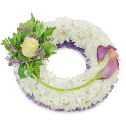 Crafted with the steady hand of a local Queensbury florist, this circular funeral wreath rests like a quiet halo of white chrysanthemums, their small blooms densely set to form a plush, cloud-like body that suggests comfort and calm. A subtle layer of deep purple netting or ruffled lace is visible beneath the outer white, providing shadowed depth and a gentle chromatic echo that complements the cooler tones of the arrangement. On the upper-left edge the eye is drawn to a compact bouquet of accents: a single, softly glowing cream rose at the heart, surrounded by broad variegated leaves with paler margins and delicate, lacy fern fronds that add airy texture. Sprigs of lavender-purple statice are threaded through the foliage, their tiny clustered blooms offering a whisper of colour and preserved texture. To the wreath's right, two elegant calla lilies arc gracefully across the lower-right sector, each showing a beautiful gradient from rich purple at their edges into a warm peachy-pink nearer the throat; their long green stems are tucked into the chrysanthemum base and trace a gentle, reassuring curve that connects both sides of the design. A single longer green stem crosses the lower half, tied close to the base and guiding attention back to the rose cluster, suggesting the continuity of memory. Photographed on a bright white background in soft daylight, the piece reads as both composed and heartfelt - an arrangement Flower Delivery Queensbury would recommend for a memorial service or as a sympathy tribute, available for local delivery around Queensbury station and nearby streets such as Honeypot Lane and Kingsbury High Road.