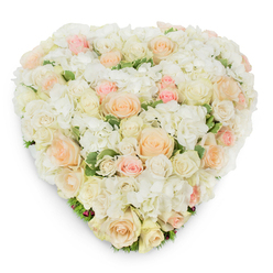 Photographed from a slightly elevated, overhead viewpoint on a pure white field, this heart-shaped floral design offered by Flower Delivery Queensbury embodies refined tenderness with deliberate floral craft familiar to shoppers across Queensbury and nearby Colindale. The heart is lavishly composed of dozens of fresh-cut roses in radiant white, warm ivory, pale peach and soft blush pink, their varied stages of bloom-from tight, elegant buds to fully opened, spiraled centers-creating a luxurious, undulating surface. Interspersed among the roses are abundant clusters of snowy white hydrangea, their many-petaled florets lending a cloud-like softness and generous volume that balance the roses' sculpted forms. Variegated deep-green foliage peeks through at intervals, particularly along the lower curve of the heart, offering a cool foil to the pastel palette and reminding the eye of a suburban garden found just off Honeypot Lane or a floral tribute gathered for neighbours in Kingsbury. You can almost sense the clean, slightly sweet perfume of the roses mingling with the green freshness of the leaves, a scent memory that suits both romantic occasions and thoughtful memorials. The meticulous shaping and concealed mechanics-expert pinning and careful bloom placement-create a seamless, plush surface; a soft shadow beneath the edges reveals the arrangement's three-dimensional build in gentle studio light. Ideal for weddings, anniversaries, Valentine's gestures, or as an elegant sympathy tribute at a funeral or celebration of life, this premium fresh-cut heart is conceived to convey profound love, remembrance and calm reassurance to families across Queensbury and beyond.