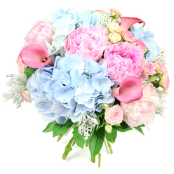 Presented against a crisp white backdrop, this rounded bouquet feels like a small garden gathered into the hands, its colours and textures carefully balanced. Several large domes of soft, sky-blue hydrangeas form the base of the composition, their countless petals creating a plush, cloud-like effect that draws the eye. Cradled among them are sumptuous peonies, layered and ruffled in shades from pale ballet-slipper pink to richer rose tones, each bloom at a different stage of opening, giving the arrangement a natural, breathing quality. Punctuating this softness are slender, sculptural calla lilies in coral-pink, their trumpet-shaped blooms arching gracefully outward and upward, adding height and a contemporary note. Between the larger flowers, smaller blush pink spray roses and creamy yellow roses peek out, their tighter buds and just-unfurling petals offering fine detail and a romantic whisper of old-fashioned gardens. Cool, silvery dusty miller leaves with a velvety texture intermingle with deeper green foliage, providing contrast and a sense of lush greenery without overwhelming the pastel palette. The bouquet appears hand-tied, stems gathered cleanly at the base as though ready for same-day delivery to a Queensbury doorstep, perhaps near Queensbury Park or the surrounding leafy avenues. The overall feeling is one of joyful abundance and polished elegance, perfect for marking milestones, from engagements and anniversaries to new babies or housewarmings in the local area. Crafted with the practiced eye of a Queensbury florist, it captures that moment when spring or early summer flowers are at their fullest, offering not only beauty but the imagined scent of fresh petals and cool greenery.