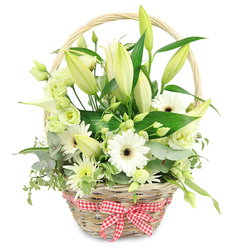 Set against a crisp white backdrop, a charming light-brown wicker basket overflows with white and green blooms, styled with the care of a neighbourhood florist who knows Queensbury's gentle, family-focused character. The basket's weave is slightly rustic, its arched handle rising like a small bridge above the flowers, while a red and white gingham ribbon is tied into a precise bow at the front, suggesting homely warmth and a hint of nostalgia, as if it had just been carried from a garden off Honeypot Lane. Inside, tall stems of ivory-white lilies dominate the skyline, many buds still firm and closed, their pointed tips tinged with pale green, others beginning to open and curl outward, promising a slow, graceful unfurling over several days. At their base, white Gerbera daisies with deep, almost black centres punctuate the arrangement like exclamation marks of light, facing forward with a friendly energy. Threaded throughout are frothy lisianthus blossoms in soft white and subtle greenish tones, their layered petals echoing miniature roses and filling the gaps with airy volume. A sculptural white calla lily, smooth and trumpet-shaped, adds a stroke of modern simplicity, while smaller chrysanthemum-like blooms, part white, part green, give the arrangement a textured, almost meadow-like feel. Around and between the flowers nestle clusters of rounded eucalyptus leaves, glossy, deep green foliage, and a few variegated, trailing greens that spill gently over the rim of the basket like flowing fabric. The design feels serene and thoughtful, perfect for marking a wedding anniversary, offering quiet condolences, or sending congratulations to a new home in Queensbury, its fresh fragrance and elegant neutrals bringing calm, understated beauty to any table or windowsill.
