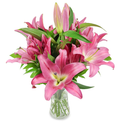 The composition reads like a quiet celebration: a full cluster of vivid pink oriental lilies, each blossom bold and open, arranged in a clean, clear glass vase and set against a pristine white studio backdrop to let colour and form tell the story. The six-petaled flowers present themselves in rich fuchsia and rosy tones, their outer edges deeper than the creamy, chartreuse-tinged throats; inside, the dark maroon stamens stud the centre with dramatic contrast, flecked with fresh golden pollen. Interspersed are multiple buds at differing stages - slender, pale pink sleeves and deeper magenta buds with hints of green at their tips - offering days more bloom and a sense of unfolding time. Healthy, lance-shaped foliage and firm upright stems give the bouquet structure, their deep green gloss balancing the bright petals and adding a tactile rhythm to the arrangement. The transparent vase reveals the trimmed stems and clear water, underscoring freshness and meticulous floral care in a way that any recipient would notice. I picture this bouquet delivered from a Queensbury workshop to a home near Kingsbury High Road or placed on a coffee table overlooking local green spaces; it suits celebratory bouquets for anniversaries, thoughtful thank-you gifts, or to lift a room with scent and colour. The overall impression is both contemporary and classical, an expertly balanced display that feels as welcoming in a modern flat around Queensbury tube as it would in a more traditional family dining room.