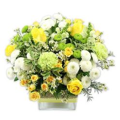 A generously filled dome of yellow, white, and fresh green blooms is arranged with care in a modern square glass vase, shown clearly against a bright white studio background. Large yellow roses, some fully open and layered, others still forming elegant buds, create a warm focal point that feels like sunlight spilling across a Queensbury living room. Clusters of smaller yellow spray roses tuck in between them, adding movement and depth. White pompom chrysanthemums with tightly packed petals create soft, cushiony mounds, contrasting beautifully with the sharper, globe-like shapes of lime green button chrysanthemums scattered throughout. Slightly larger pale green blooms, reminiscent of frilly green carnations or decorative mums, add a gentle, ruffled texture that softens the overall look. Around and between the flowers, lush greenery in multiple shades frames the bouquet: broad, variegated leaves edged with creamy white, slim dark-green sprigs, and airy stems of tiny white filler flowers that glimmer like stars when you look closely. The stems are clearly visible through the glass vase, which is dressed around its middle with a tactile, natural-looking band-perhaps bark or woven fibre-topped with a sleek lime green ribbon that ties the whole colour palette together. The arrangement feels fresh, clean, and uplifting, like a stroll past front gardens off Honeypot Lane in early spring. It suggests optimism and gentle celebration, ideal for sending warm wishes, marking a new beginning, or brightening a hallway console table in a Queensbury home with a pop of colour and life.