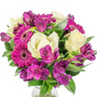 A lush, round bouquet set against a bright white background, the arrangement reads as an elegant morning moment caught in still life. At the forefront sit several large, deep magenta Gerbera daisies-each with flat, satiny petals that form a vivid wheel around a slightly darker central disc-their rich colour immediately commanding the eye. Interwoven are delicate Lisianthus blooms in creamy white with faint buttery hints; their ruffled, bell-like petals unfurl with a soft, romantic poise that offsets the Gerberas' bold cheer. Clusters of purple and fuchsia Alstroemeria weave through the composition, their trumpet-like petals speckled with subtle markings and lending a painterly texture and depth. A generous framework of glossy, dark green foliage-broad leaves and slender blades-gives structure and contrast, the leaves catching light and casting gentle shadows that emphasize the bouquet's rounded silhouette. The blooms are tightly gathered, suggesting professional hand-tying, and a sliver of a clear glass vase is visible at the base, anchoring the display and hinting at cool water beneath. In soft morning light the ivory and magenta feel refreshingly bright, evoking a quiet spring warmth suitable for Mother's Day, birthdays, or a thoughtful pick-me-up. Imagined on a kitchen table in Queensbury after a brisk walk along Kenton Road, this arrangement reads as both joyful and refined-an expertly balanced celebration of colour, scent, and texture that brings floral craftsmanship into a familiar neighbourhood moment without overwhelming the senses.