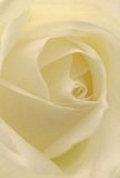 Nestled at the heart of this creamy-white rose is a sense of serenity that feels woven from the gentle rhythms of life in Queensbury. The petals unfurl in a tender spiral, their soft ivory edges kissed by morning light that filters through leafy branches along Kenton Lane. Shadows play quietly within the folds, enhancing depth and highlighting the rose's delicate structure, almost as if the flower itself is softly aglow. Each layer feels as light as dew on crisp spring mornings, a texture that hints at cool silk and understated grace. There is peaceful promise in this image-a bloom chosen by local florists as the ideal messenger for sympathy, admiration, or hopeful beginnings. You can almost imagine the faintest trace of clean, sweet fragrance lingering in the air, a scent as comforting as a neighbourly greeting. More than just a flower, this rose captures the emotion and artistry behind every carefully crafted bouquet delivered across Queensbury, reflecting a quiet elegance that brings comfort, inspires, and honours special moments with thoughtful intent.