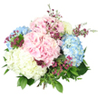 A full, rounded bouquet of hydrangeas and complementary blooms is presented against a bright white background, its colours glowing as if lit by soft daylight filtering over Queensbury. The arrangement is dominated by luxuriant hydrangea heads, each forming a generous globe of closely packed petals in pastel shades of light pink, serene sky blue, and creamy white with hints of butter-yellow at the centre. The pink blooms bring a sense of gentle affection, the blue hydrangeas add a cool, peaceful note reminiscent of an open sky above Queensbury Park, and the pale, creamy heads lend clarity and brightness, tying the palette together. Threaded gracefully through these larger flowers are delicate sprays of small, star-like blossoms in deep magenta and purple tones, similar to waxflowers or fine filler stems. Their rich colour and fine texture create a pleasing contrast, adding sparks of intensity and giving the bouquet a touch of wild meadow character while still feeling refined. Generous green foliage surrounds and weaves between the blooms, with broad, deep green hydrangea leaves and slimmer, lighter green stems adding structure, depth, and a sense of freshly picked vitality. The stems are gathered and tied at the base in a neat hand-tied style, mostly concealed by the profusion of petals and leaves, but clearly shaped for easy placing in a favourite vase. Illuminated by bright, even light, the bouquet's pastel tones and intricate details are clearly defined, conveying freshness and craftsmanship. The overall mood is one of calm celebration and gentle joy, ideal for a Queensbury housewarming, a thoughtful thank-you, or same-day delivery to brighten a quiet corner at home.