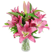 A radiant studio photograph of a generous bouquet of deep pink oriental lilies standing tall in a simple, clear glass vase, photographed against a crisp white background so every petal and stem reads clearly. The blossoms are large and star-shaped, their waxy petals graduating from fuchsia and magenta tones at the edges to softer, cream-tinged pinks towards the throat, where a subtle chartreuse-yellow halo meets the creamy centre. Each open flower reveals prominent, dark burgundy stamens dusted with golden pollen and slender filaments, while clusters of elongated buds - from pale blushing pink to saturated fuchsia with green-tipped ends - promise several days of unfolding life. Lush, lance-shaped dark green leaves and upright, sturdy stems add a verdant counterpoint and texture, their glossy surfaces catching studio light and framing the blooms with botanical calm. The clear vase tapers slightly and exposes neatly trimmed stems submerged in clean water, a small but honest detail that speaks to fresh care and professional handling. A soft, heady lily scent seems almost tangible in the image, suggesting the quiet intimacy this bouquet brings to a room. As a florist who knows Queensbury and the surrounding streets near the tube and Fryent Country Park, I imagine this arrangement brightening a kitchen table on The Broadway or greeting a new homeowner on Queensbury Parade: suitable for birthdays, congratulations, Mother's Day or an elegant yet joyful sympathy tribute. The overall mood is contemporary and timeless - a confident, living sculpture of pink that draws the eye and invites touch, captured to show both botanical detail and the warmth of thoughtful floral craft.