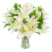 A generous bouquet of pristine white lilies fills the view, each large trumpet-shaped bloom unfolding in layers of satiny, luminous white petals that catch soft light and suggest a quiet, cool scent. Many flowers reveal a faint cream or pale yellow wash in their throats, a gentle warm counterpoint to the brilliant outer petals. Slender stamens rise from several open blossoms, their filaments a soft greenish-yellow and tipped with earthy brown anthers that add delicate textural contrast against the clean white. Deep, lance-shaped leaves of glossy, verdant green weave through the mass of flowers, their smooth surfaces and sturdy veins giving the arrangement volume and a natural frame. The stems sit in clear water inside a classic transparent glass vase with a slightly flared neck; the water sparkles with reflected light and the pale green stalks are visible descending into the base, a reassuring sign of freshness and careful trimming. The whole composition sits against an unblemished white background, which heightens the lilies' purity and draws attention to their refined shapes and subtle tonal variations. As a working florist in Queensbury I imagine this arrangement placed in a quiet hallway or offered as a sympathy tribute for a thoughtful memorial, its scent and serene presence encouraging reflection and calm. Practical for funerals, bedside vigils, or simple home decor, the bouquet conveys peace, remembrance and understated elegance, and can be prepared for local delivery around Queensbury, Kingsbury and nearby Wembley if you wish a prompt, respectful handover.