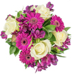 From a clean overhead view, this densely packed, circular bouquet reads like a study in contrast and harmony: creamy ivory roses form the heart with their tight, velvety spirals, while bold magenta-gerbera heads fan outward in flat, brightly textured discs with dark, detailed centres that anchor the composition. Deep plum-purple alstroemeria-Peruvian lilies with delicate trumpet shapes and faint, freckled markings-nestle between the larger flowers, adding slender, exotic notes and a layered sense of depth. Varied green foliage - some broad and glossy, others long and slightly variegated - fans out beneath the blooms, its waxy sheen catching soft studio light and giving the arrangement a fresh, garden-picked vitality. Set against a pure white background, each tone reads with exceptional clarity: the roses' soft ivory, the gerberas' radiant fuchsia, and the alstroemeria's royal plum sing without distraction. There's an implied, subtle scent of tea-like roses and green stems that suggests this bouquet was prepared minutes before the photo, a tactile promise of softness and structure: silky rose petals, the papery snap of gerbera petals, and the fine, almost feathery texture of alstroemeria. As a local florist would note, this composition is versatile - an elegant birthday centrepiece, a thank-you gift, or a 'just because' delivery to brighten a flat near Queensbury station or a cosy home by Canons Park. The overall feeling is joyful yet refined, the craftsmanship evident in the careful spacing and colour balance that make every bloom visible and celebrated.