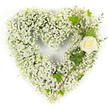 A heart-shaped funeral tribute composed entirely of clouds of tiny white Baby's Breath (Gypsophila) sits against a clean white background, its soft texture like a pale, airy pillow. The mass of minute, starry blossoms is packed to form a perfectly rounded heart, the surface feathered and light, inviting both sight and touch. On the upper right curve a single cream-white rose is nestled, its petals tightly curled into a gentle spiral that reads as an intimate, luminous focal point; the rose's subtle cream tones catch the light and suggest quiet comfort. Interlaced from that bloom are glossy, deep-green ivy leaves, their lobed silhouettes providing a classic counterpoint to the cloud of white, while slim, pale-green eucalyptus-like sprigs trail diagonally down the right side to introduce fine texture and soft scent. The arrangement is lit with bright, even studio light that brings out the purity of the whites and the fresh sheen of the foliages, and the overall effect is one of serene restraint and respectful elegance. As a gesture of remembrance, this composition conveys innocence, reverence, and peaceful consolation; its muted palette and careful craftsmanship make it suitable for memorial services, graveside tributes, or quiet moments of condolence. As a local florist who arranges many such pieces for families across Queensbury and neighbouring NW9 streets, I picture this tribute placed near a simple lectern or on a chapel stand where its gentle fragrance and airy silhouette can offer calm and solace to those gathered.